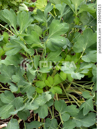 Buttonpoufou medicinal plant Buttonpoufou medicinal plant 109840815