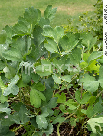 Buttonpoufou medicinal plant Buttonpoufou medicinal plant 109840816