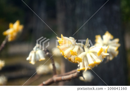 Winter flower: Mitsumata 6 early spring flower Winter flower: Mitsumata 6 early spring flower 109841160