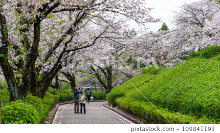 Beautiful spring season, cherry blossoms in the park, sightseeing scene (Otsu Showaen) 109841191
