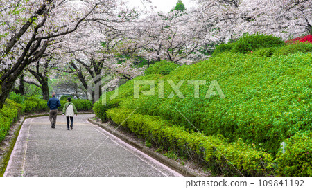 美麗的春天，公園裡的櫻花，觀光的場景（大津昭和園） 109841192