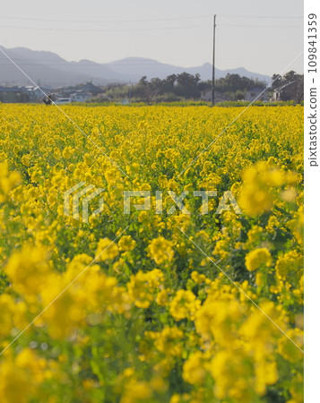 油菜花田(千葉縣菜畠路) 垂直構圖 油菜花田(千葉縣菜畠路) 垂直構圖 109841359