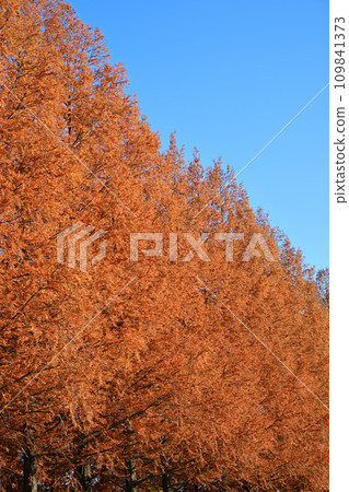 Metasequoia trees in autumn leaves Metasequoia trees in autumn leaves 109841373