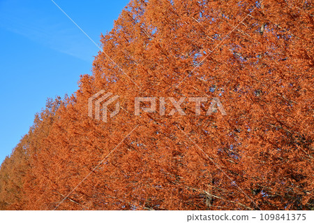 Metasequoia trees in autumn leaves Metasequoia trees in autumn leaves 109841375