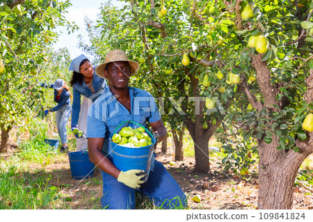 Workers harvesting pears 109841824
