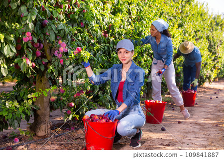 Three farmers collect ripe plums from a tree Three farmers collect ripe plums from a tree 109841887