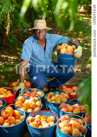 Positive man with many buckets of ripe peachs in orchard Positive man with many buckets of ripe peachs in orchard 109841936