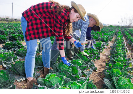 Team of farmers harvesting ripe cabbage together in field Team of farmers harvesting ripe cabbage together in field 109841992