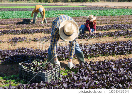 Farm workers picking leafy greens on field Farm workers picking leafy greens on field 109841994