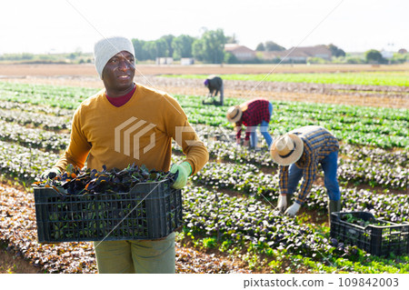 Portrait of positive farmer man holding crate full of red spinach in farm field 109842003