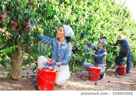 Asian female farmer harvesting ripe plums in orchard Asian female farmer harvesting ripe plums in orchard 109842088