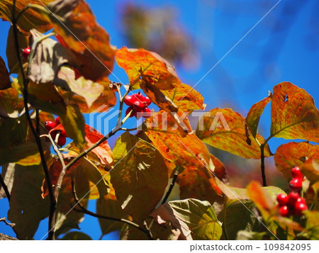 Dogwood Dogwood 109842095