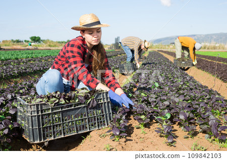 Young female gardener harvesting red canonigos at farm field 109842103