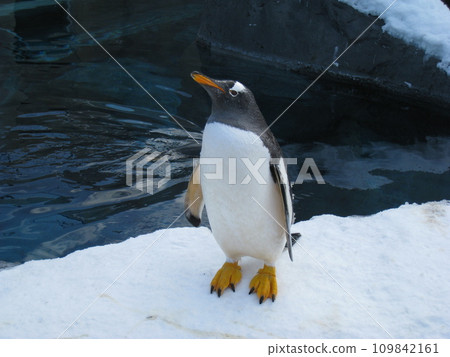 Gentoo penguin looking up at the sky in the snow 109842161