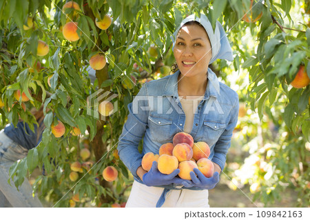 Woman holding peaches in hands 109842163
