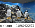 Gentoo 和國王企鵝在岩石上 109842253