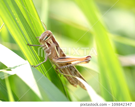 Tsuchi locust 109842347