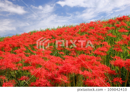 Clusters of cluster amaryllis that dye the banks of the Koshibe River red in Shimoigusa, Kawashima-cho, Hiki-gun, Saitama Prefecture Clusters of cluster amaryllis that dye the banks of the Koshibe River red in Shimoigusa, Kawashima-cho, Hiki-gun, Saitama Prefecture 109842410
