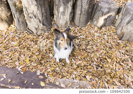 一隻狗坐在落葉花園裡，這是喜樂蒂犬的真實俯視圖 109842500