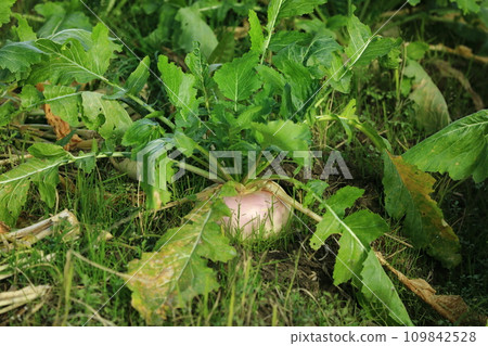 Kamikaze turnip Kamikaze turnip 109842528