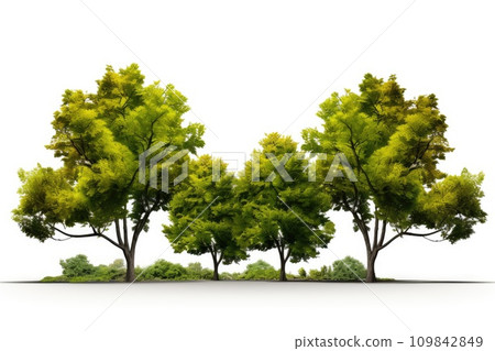 Green maple tree isolated on white background for landscape and architecture design. Generative AI Green maple tree isolated on white background for landscape and architecture design. Generative AI 109842849