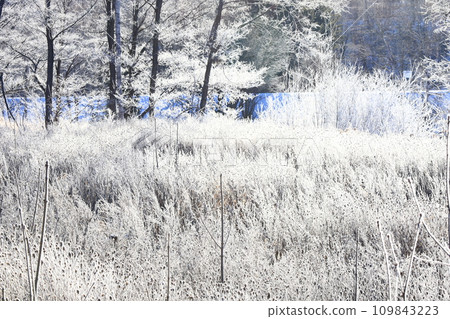 Hoarfrost, a frigid morning Hoarfrost, a frigid morning 109843223