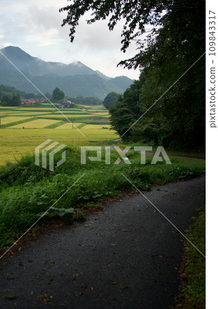 Rice terraces and country roads in Mikawachi, golden ears of rice in autumn Rice terraces and country roads in Mikawachi, golden ears of rice in autumn 109843317
