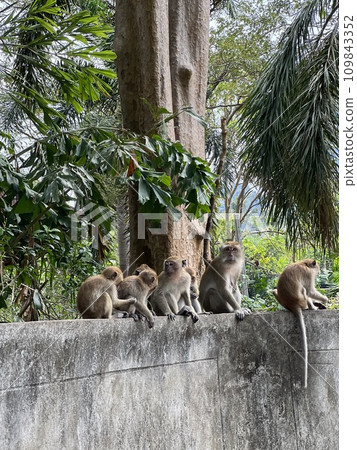 monkey family sitting in tropical rainforest monkey family sitting in tropical rainforest 109843352