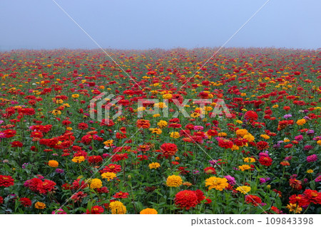 山梨縣南都留郡山中湖村山中市花宮湖公園的晨霧中，色彩繽紛的百日菊盡收眼底 109843398