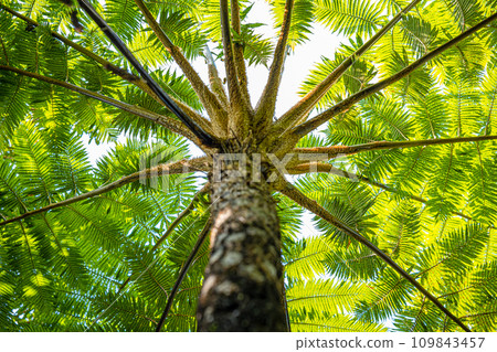 green tree spreading in the sky 109843457