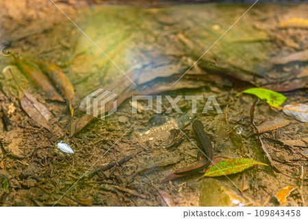 Silicone newt hiding by the water Silicone newt hiding by the water 109843458