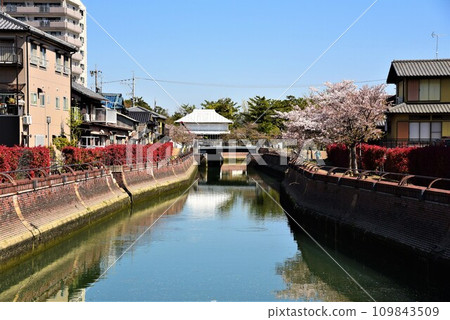 Spring scenery where spring cherry blossoms are reflected in the canal in full bloom 109843509
