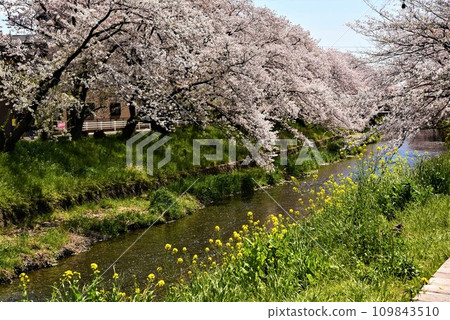 Cherry blossoms and rape blossoms along the river 109843510