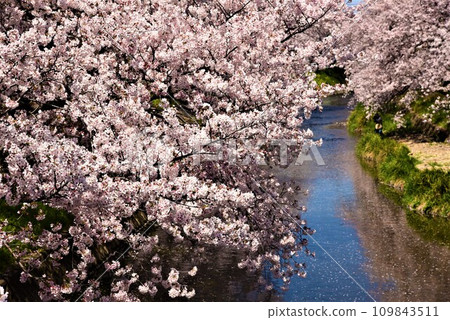 Cherry blossoms blooming along the river full bloom 109843511