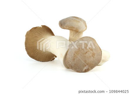 Oyster mushroom isolated on white background Oyster mushroom isolated on white background 109844025