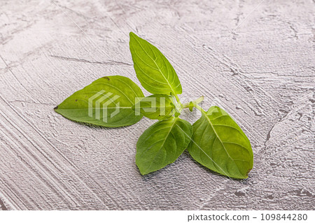 Raw green basil leaves seasoning 109844280