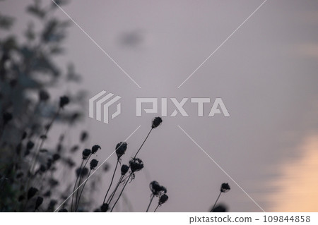 Monochrome Twilight: Wildflowers Against a Moody Sky Monochrome Twilight: Wildflowers Against a Moody Sky 109844858