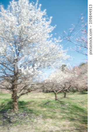 Ayabe City Bairin Park on a sunny day Ayabe City Bairin Park on a sunny day 109844913