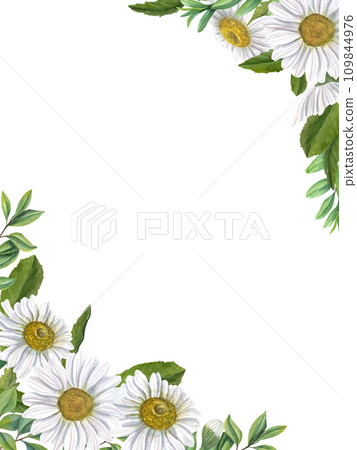 Meadow white daisies with green leaves. Flowers with yellow center. Rectangular vertical frame with space for text. Watercolor illustration for Valentine cards, birthday, mother day greetings Meadow white daisies with green leaves. Flowers with yellow center. Rectangular vertical frame with space for text. Watercolor illustration for Valentine cards, birthday, mother day greetings 109844976