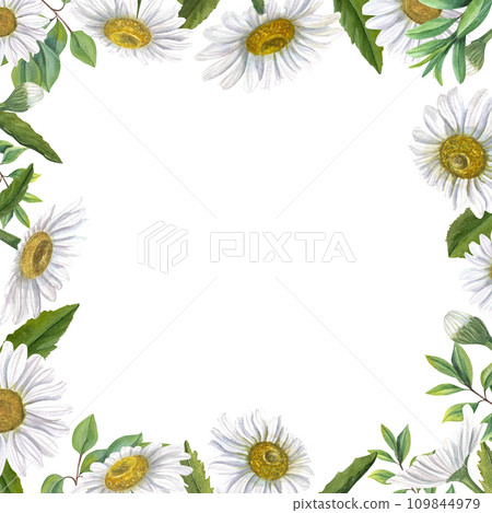 White field daisies with green plants. Summer flowers with yellow center. Square frame with space for text. Watercolor illustration for Valentine cards, birthday, mother day greetings White field daisies with green plants. Summer flowers with yellow center. Square frame with space for text. Watercolor illustration for Valentine cards, birthday, mother day greetings 109844979