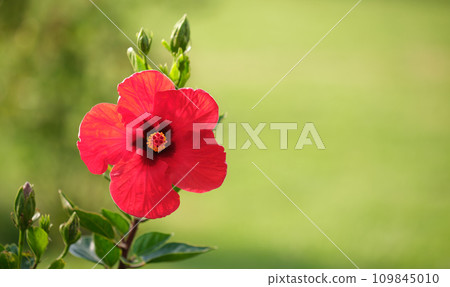 Red flower with green leaves and buds blooming outdoors on green summer background 109845010