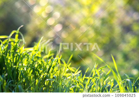 Closeup of green grass stems on summer lawn. 109845025