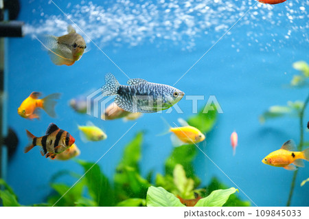 Colorful exotic fish swimming in deep blue water aquarium with green tropical plants Colorful exotic fish swimming in deep blue water aquarium with green tropical plants 109845033