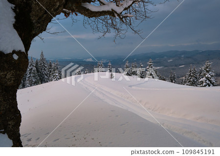 Moody landscape with footpath tracks and bare dark trees covered with fresh fallen snow in winter mountain forest on cold gloomy evening. 109845191