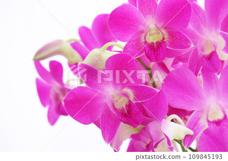 華麗的蘭花 華麗的蘭花 109845193