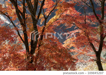 Autumn leaves of maple 109845207