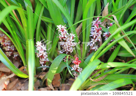 Auspicious grass (Kichijosou) flower Auspicious grass (Kichijosou) flower 109845521