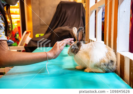 Rabbits are small mammals 109845626