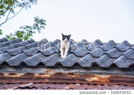 Cat on the roof of the house Cat on the roof of the house 109845632