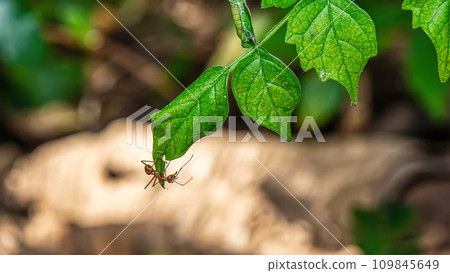Red ants on leaves 109845649